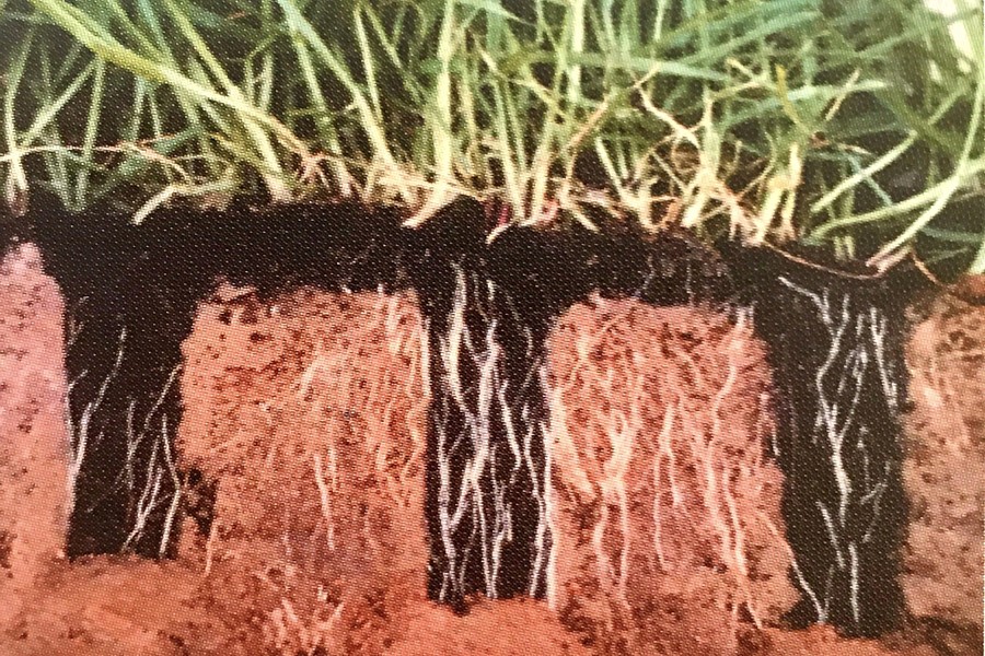 Stronger Root System